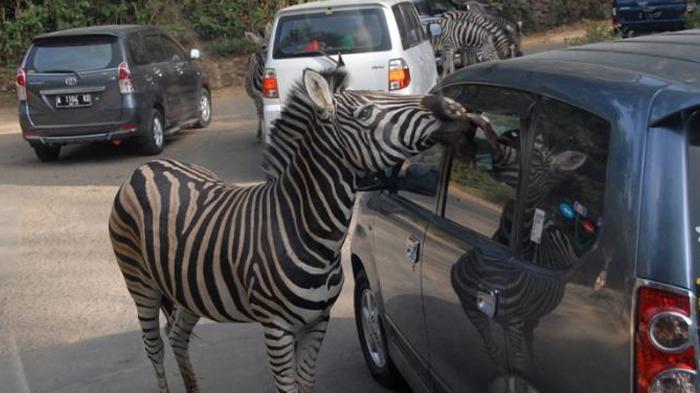 taman-safari-indonesia-