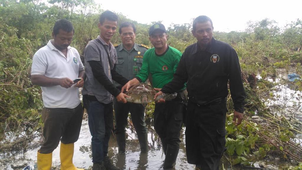 KLHK-Selamatkan-18-Ekor-Penyu-Pasca-Tsunami-Selat-Sunda-doc.tsunami-ivoox.id_