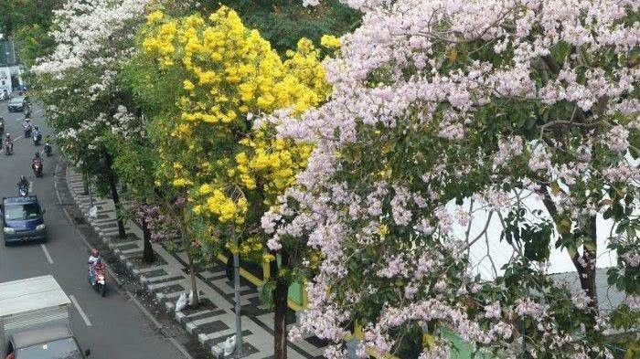 Mau-Lihat-Bunga-Sakura-Ke-Surabaya-Aja-doc.surabaya-ivoox.id_