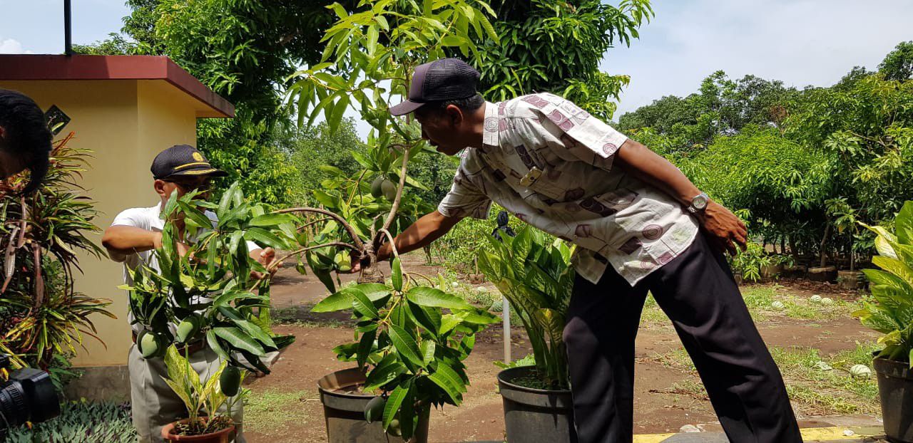 Mengenal-Agri-Gardina-Mangga-Mungil-yang-Bisa-Dikupas-Seperti-Pisang-Doc.kementan-ivoox.id_