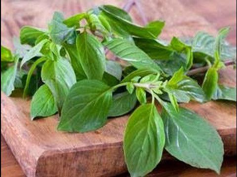 Ternyata-Daun-Kemangi-Banyak-loh-Manfaatnya-doc.kemangi-ivoox.id_