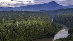 leuser