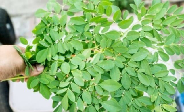 Buktikan-5-Manfaat-Daun-Kelor-untuk-Kesehatan-doc.kelor-ivoox.id_