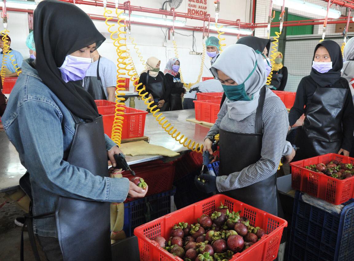 Ekspor-Holtikultura-Naik-12-Persen-di-2018-Ini-Upaya-Kementan-doc.-kementan-ivooc.id_