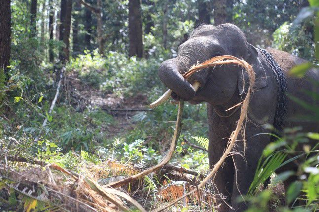 Konservasi-Eksitu-Gajah-Ramah-Lingkungan-di-Aek-Nauli-Kemenlhk-ivoox.id_