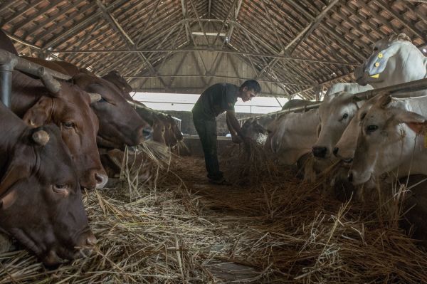 Sultra-DKI-Kerja-Sama-Sapi-Potong-doc.Kerjasama-ivoox.id_