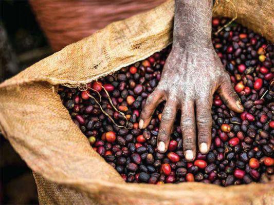 60-Spesies-Kopi-Terancam-Punah-doc.kopi-ivoox.id_