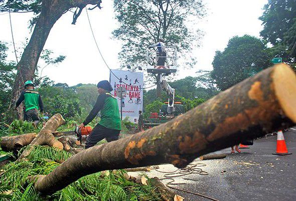 Cuaca-Ekstrem-Tumbangkan-Puluhan-Pohon-di-Kota-Malang-doc.ekstrem-ivoox.id_