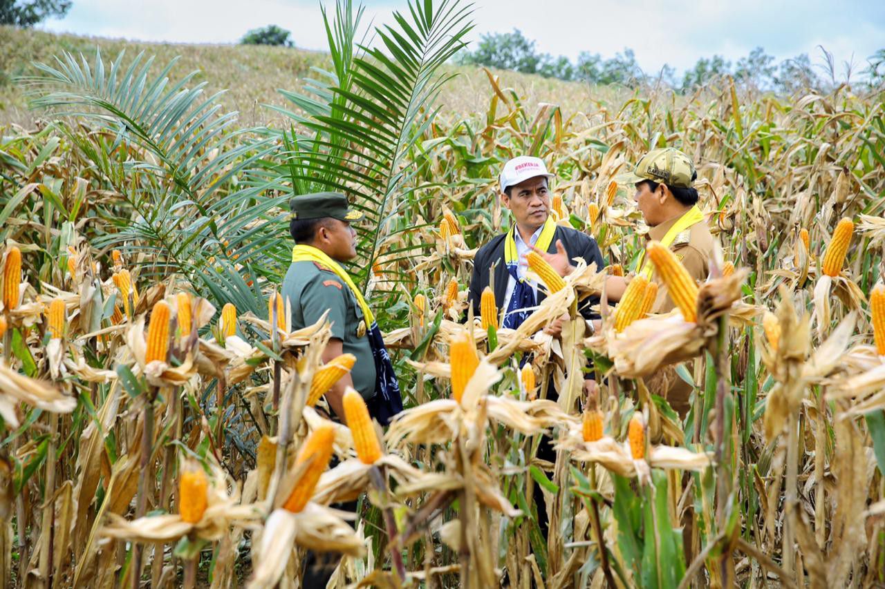 Estafet-Panen-Raya-di-Nusantara-Penuhi-Kebutuhan-Jagung-Nasional-doc.Kementan-ivoox.id_