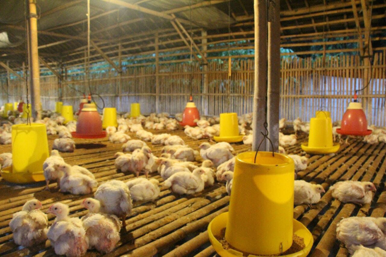 Harga-Beras-Daging-Sapi-dan-Ayam-di-Indonesia-Bukan-Yang-Tertinggi-di-Dunia-doc.beras-daging-ivoox.id_