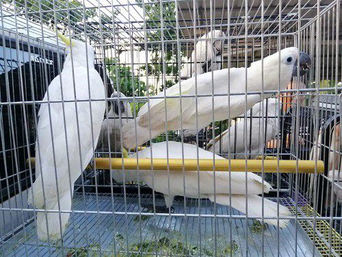 KLHK-Tangkap-Sindikat-Perdagangan-Burung-Dilindungi-di-Batam-doc.MenLHK-ivoox.id_