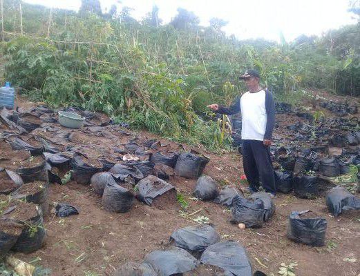 Perhutani-Amankan-Kawasan-Hutan-dari-Ganja-doc.perhutani-ivoox.id_