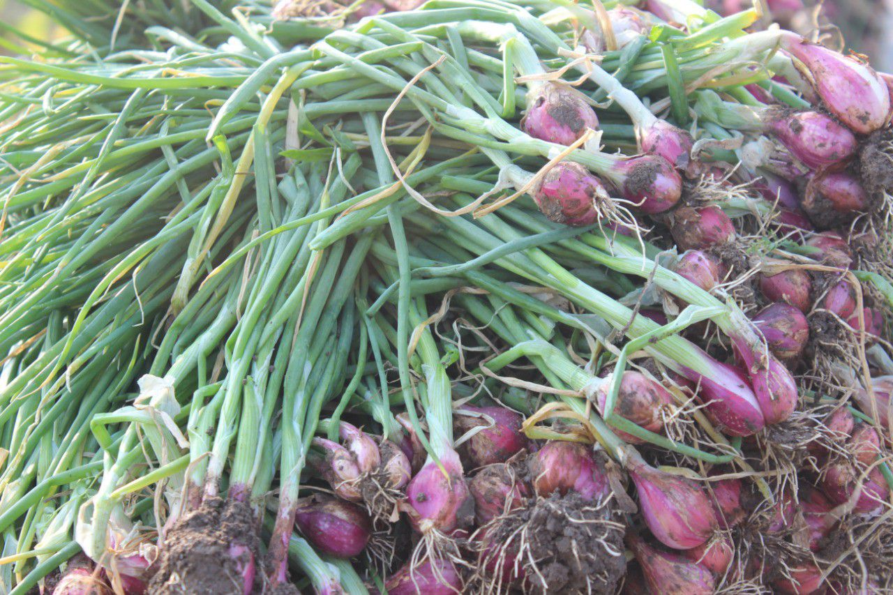 Petani-Bawang-Merah-Brebes-Semangat-Tanam-Hasilnya-Untung-doc.bawang-ivoox.id_