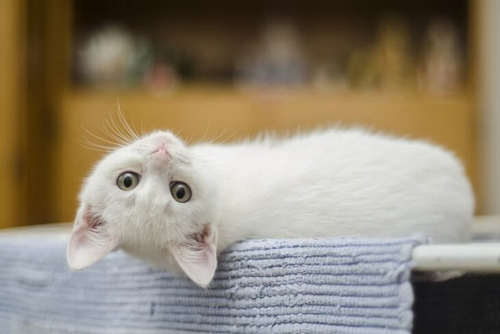 kucing