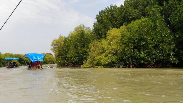mangrove