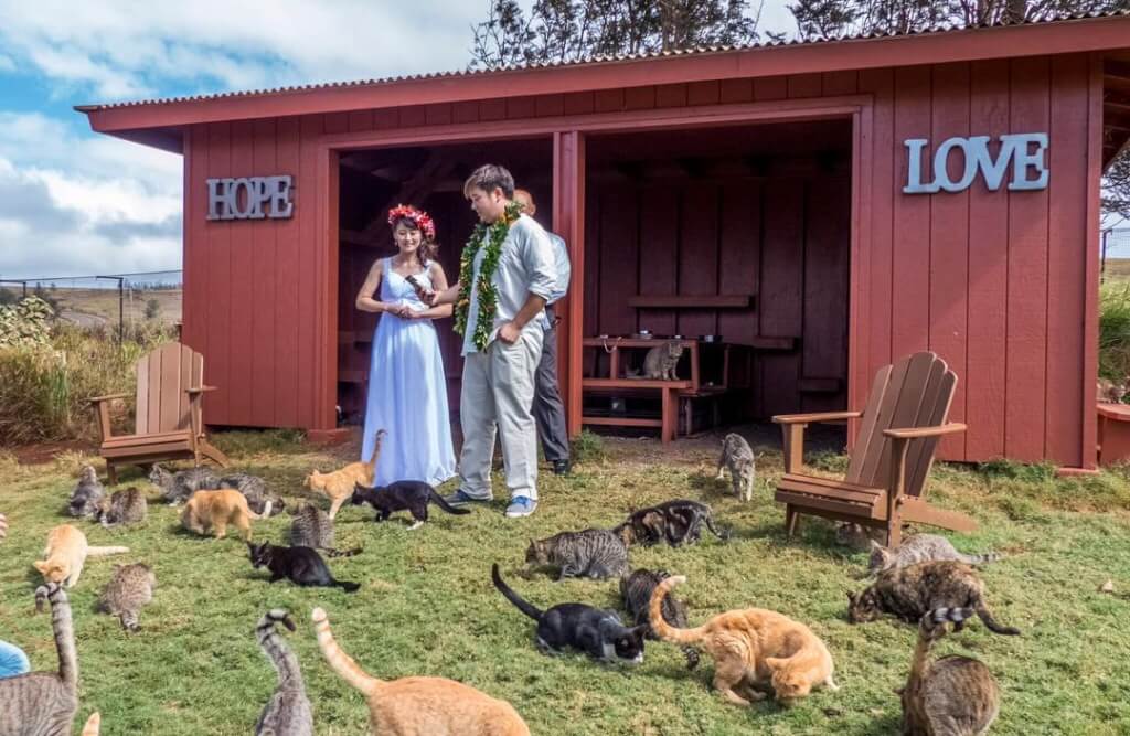 Lanai Cat Sanctuary