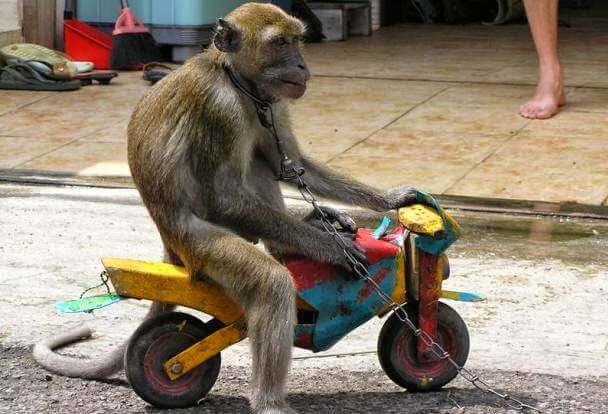 Topeng Monyet