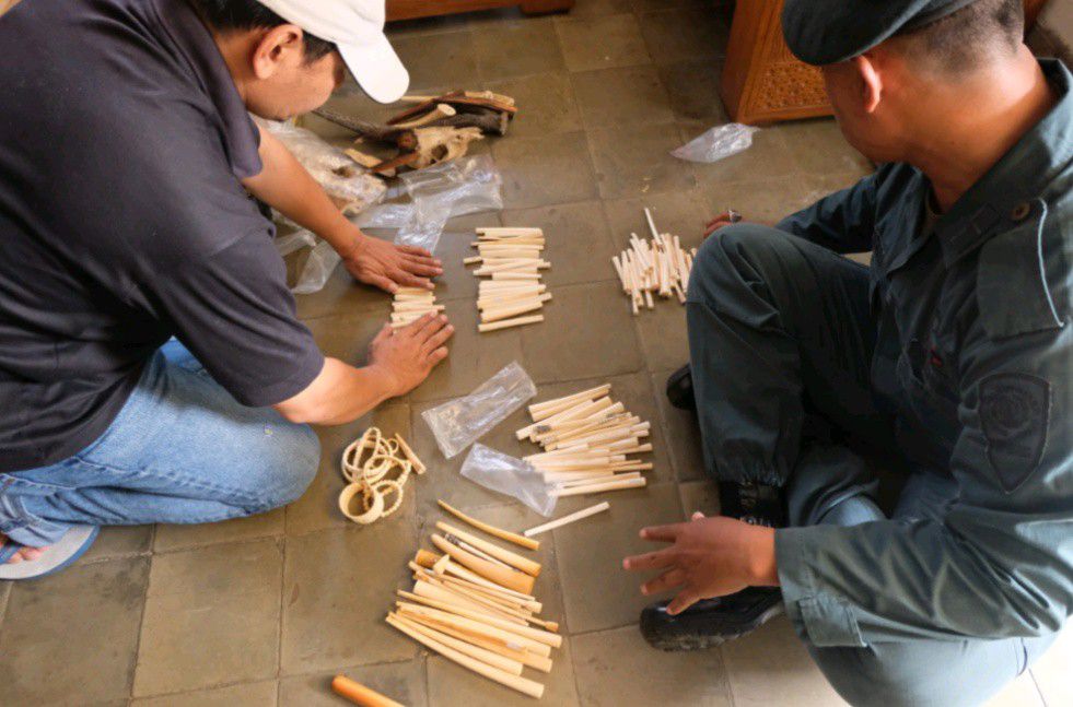 KLHK-Bongkar-Jaringan-Perdagangan-Online-Gading-Gajah-doc.MenLHK-ivoox.id_