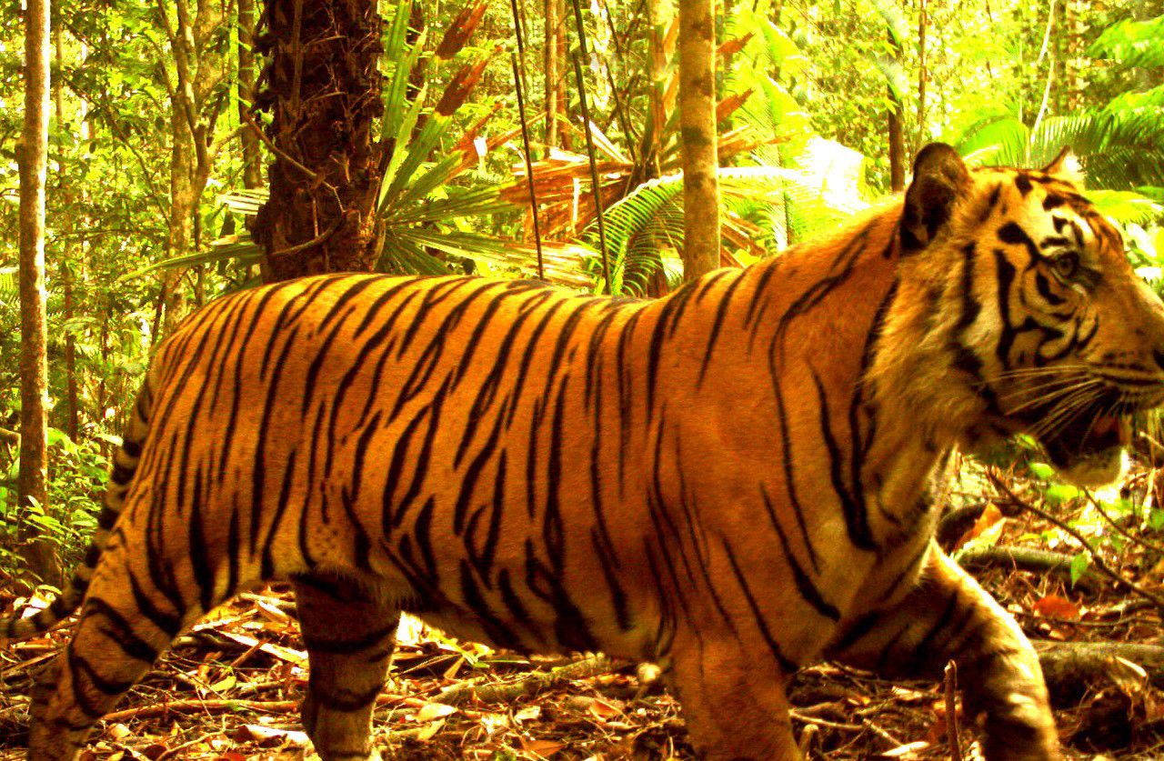 KLHK-dan-Mitra-Berhasil-Identifikasi-Individu-Baru-Harimau-Sumatera-doc.MenLHK-ivoox.id_