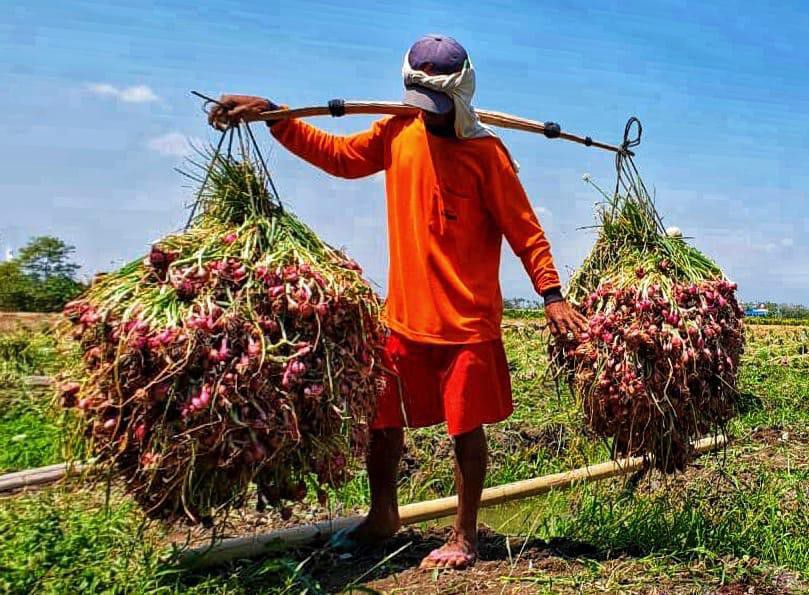Kementan-Pasokan-Cabai-dan-Bawang-Selama-Puasa-Hingga-Lebaran-Sangat-Mencukupi-doc.kementan-ivoox.id_