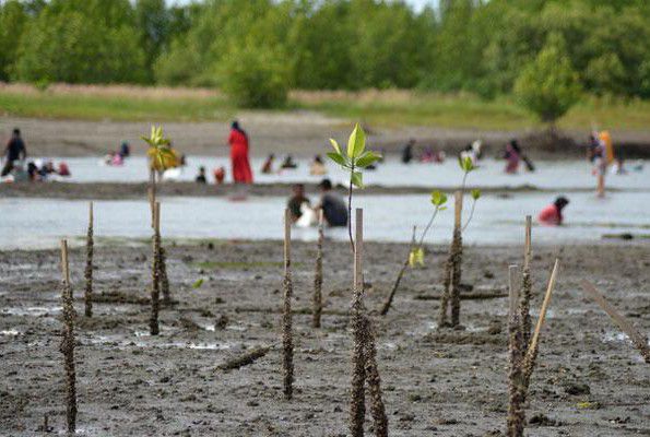11-Juta-Hektar-33-Hutan-Mangrove-Perlu-Dipulihkan-doc.mangrove-ivoox.id_