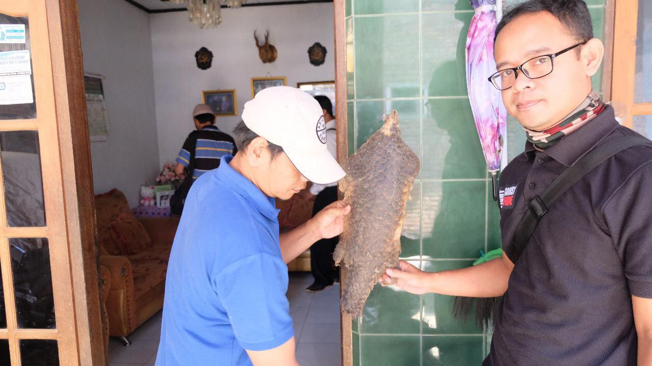 KLHK-Berhasil-Gagalkan-Perdagangan-Satwa-Trenggiling-Illegal-Senilai-15-Milyar-Rupiah-doc.klhk-ivoox.id_