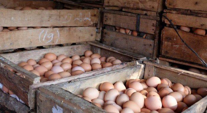 Kementan-Pantau-Stok-Telur-Ayam-Selama-Ramadhan-doc.kementan-ivoox.id_