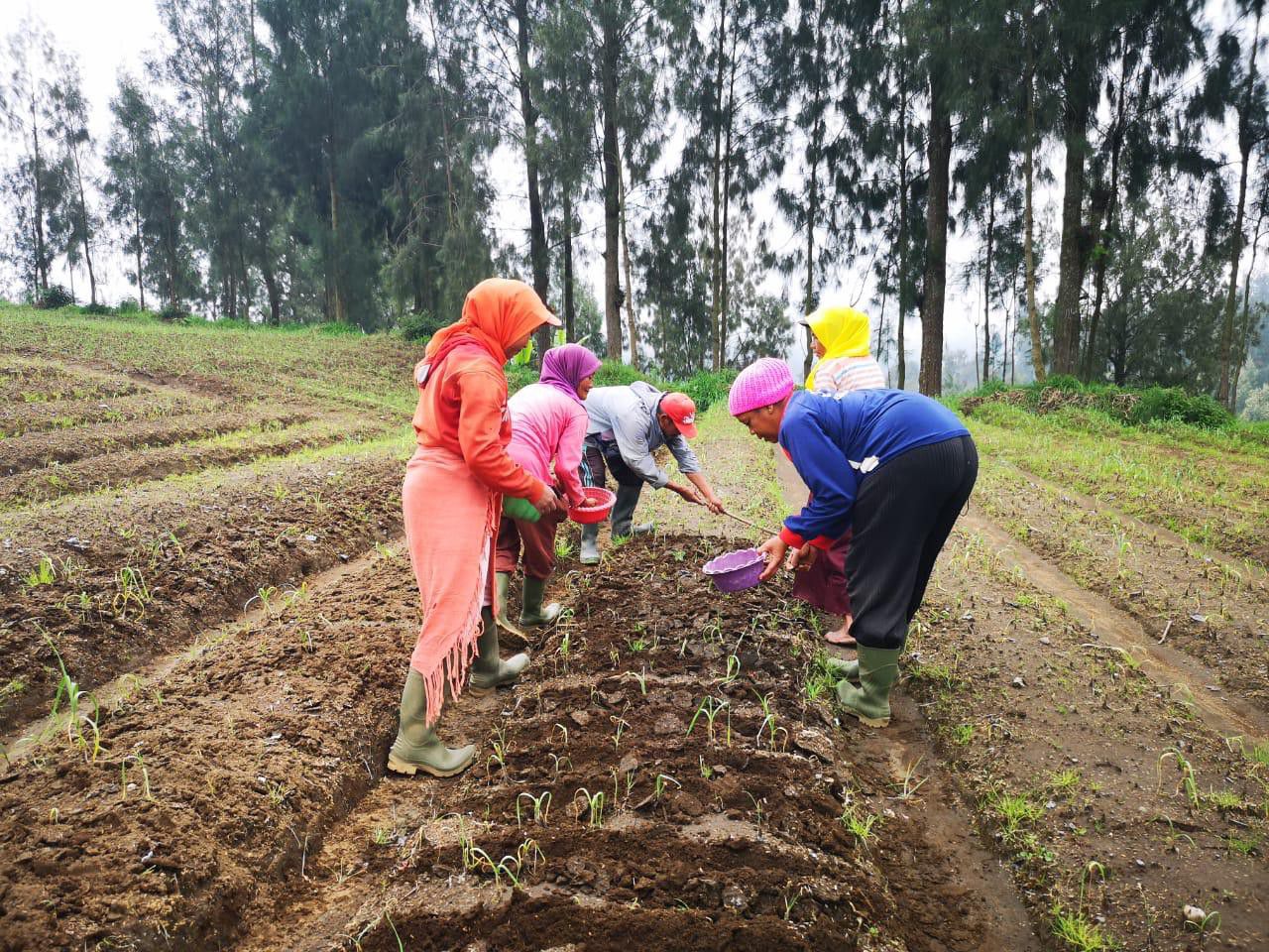Kementan-Tetap-Fokus-Swasembada-Bawang-Putih-Dan-Tegas-Mafia-Pangan-doc.kementan-ivoox.id_