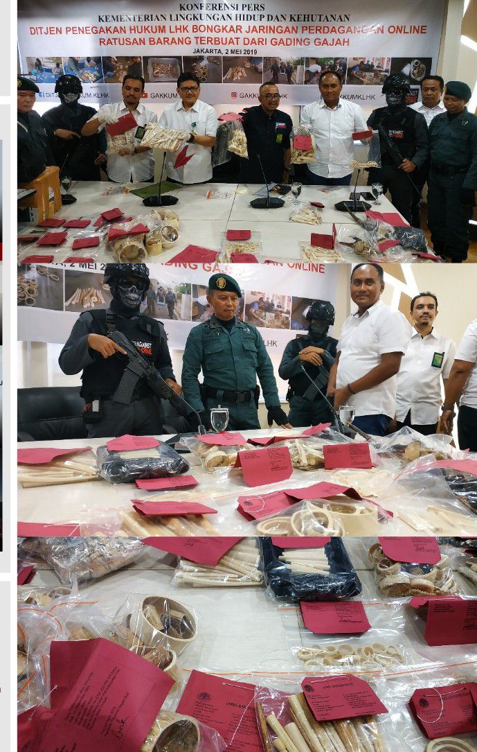 Perdagangan-Ilegal-Gading-Gajah-Ancam-Kelestarian-Populasi-Gajah-di-Indonesia-doc.ilegal-ivoox.id_-1