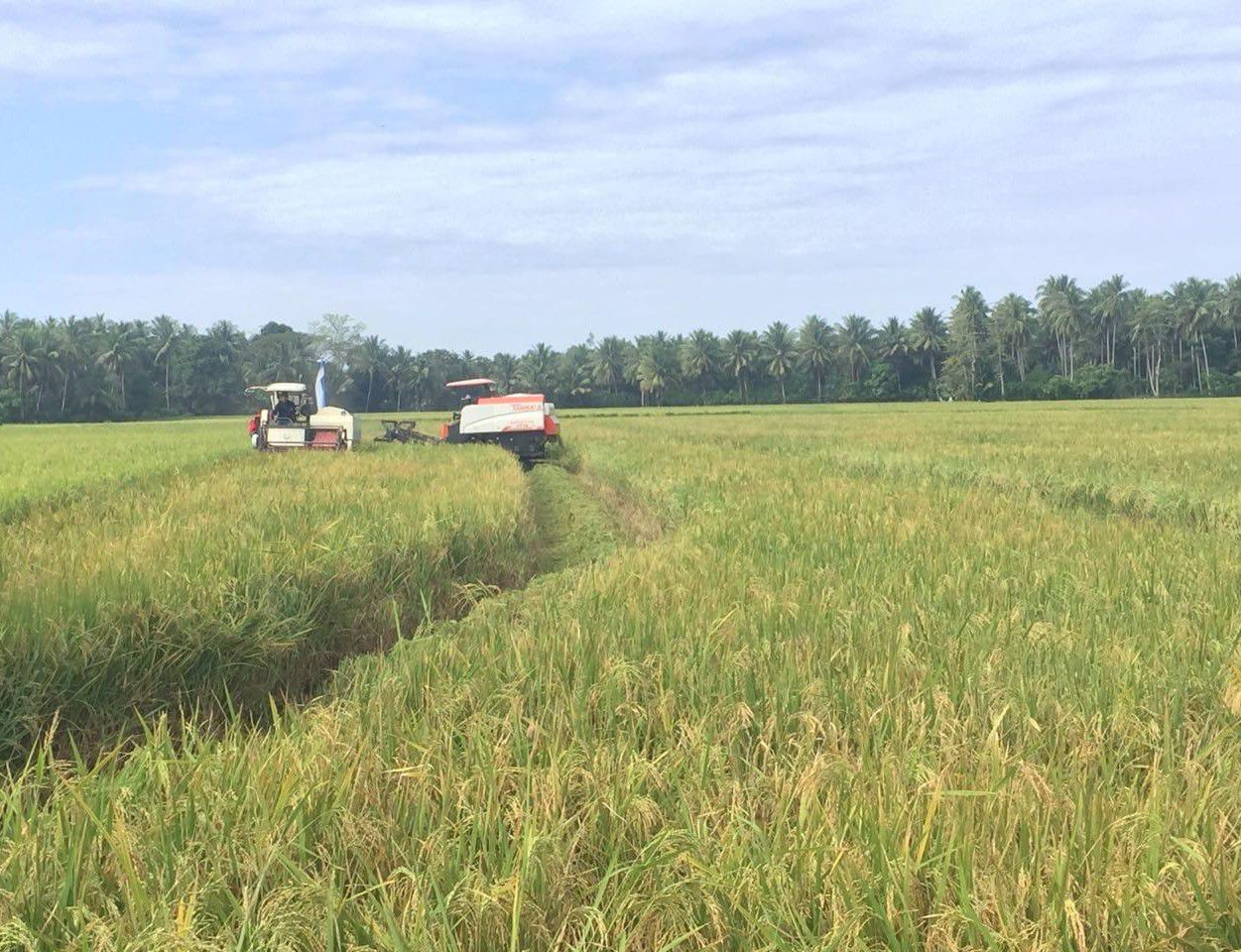 BPS-Mei-2019-Harga-Gabah-dan-Beras-Turun-NTP-Naik-doc.bps-ivoox.id_