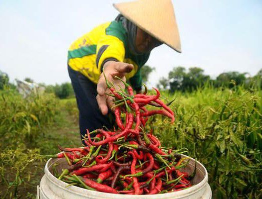 Kementan-Jauh-Hari-Sudah-Ancang-Ancang-Amankan-Pasokan-Cabai-pada-Idul-Adha-2019-doc.kementan-ivoox.id_-1