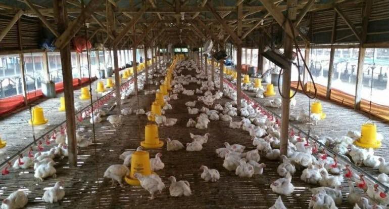 Tim-Kementan-dan-Satgas-Pangan-Telusuri-Penyebab-Besarnya-Disparitas-Harga-Ayam-doc.kementan-ivoox.id_
