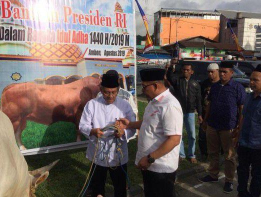 Gubernur-Maluku-Serahkan-Sapi-Presiden-Jokowi-ke-Masjid-Ambon-doc.serahkan-sapi-ivoox.id_