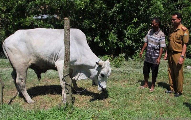 Presiden-Jokowi-untuk-Kurban-Beli-Sapi-Peranakan-Ongole-di-Konawe-Selatan-doc.sapi-peranakan-Ongole-ivoox.id_
