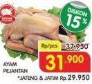 Promo Harga Ayam Pejantan  - Superindo