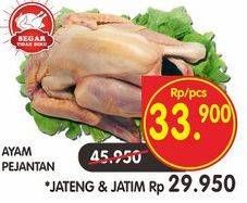 Promo Harga Ayam Pejantan  - Superindo