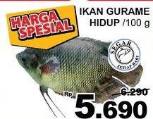 Promo Harga Ikan Gurame Hidup per 100 gr - Giant