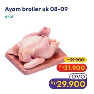 Ayam Broiler