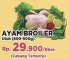 Promo Harga Ayam Broiler  - Yogya