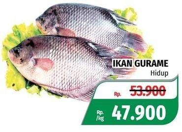 Promo Harga Ikan Gurame Hidup  - Lotte Grosir