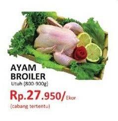 Promo Harga Ayam Broiler  - Yogya