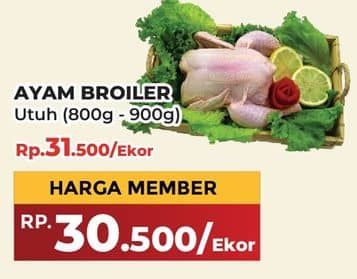 Ayam Broiler