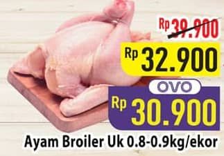 Ayam Broiler