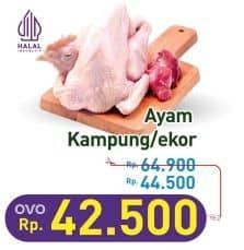 Promo Harga Ayam Kampung 500 gr - Hypermart