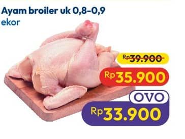 Ayam Broiler
