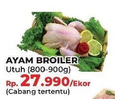 Promo Harga Ayam Broiler  - Yogya