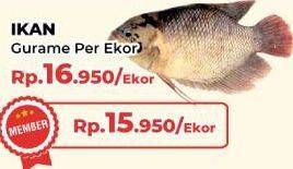 Promo Harga Ikan Gurame  - Yogya