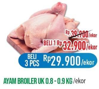 Ayam Broiler