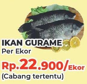 Promo Harga Ikan Gurame  - Yogya