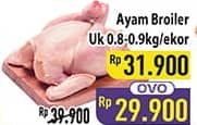 Promo Harga Ayam Broiler 800 gr - Hypermart